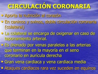 CIRCULACIÓN CORONARIA
• Aporta la nutrición al corazón
• En caninos y ovinos, doble circulación coronaria
(colateral)
• La colateral se encarga de oxigenar en caso de
taponamiento arterial.
• Es drenado por venas paralelas a las arterias
que terminan en la mayoría en el seno
coronario en aurícula derecha
• Gran vena cardiaca y vena cardiaca media
• Ataques cardiacos rara vez suceden en equinos
 