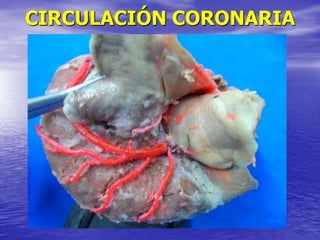 CIRCULACIÓN CORONARIA
 