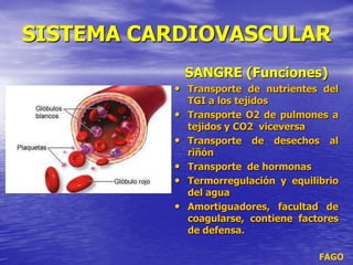 SISTEMA CARDIOVASCULAR
FAGO
SANGRE (Funciones)
• Transporte de nutrientes del
TGI a los tejidos
• Transporte O2 de pulmones a
tejidos y CO2 viceversa
• Transporte de desechos al
riñón
• Transporte de hormonas
• Termorregulación y equilibrio
del agua
• Amortiguadores, facultad de
coagularse, contiene factores
de defensa.
 
