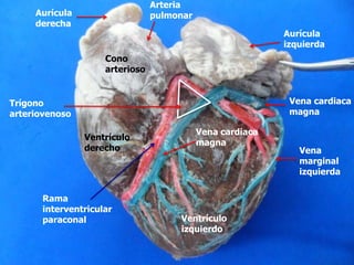 Aurícula
izquierda
Vena cardiaca
magna
Vena cardiaca
magna
Rama
interventricular
paraconal Ventrículo
izquierdo
Vena
marginal
izquierda
Aurícula
derecha
Arteria
pulmonar
Cono
arterioso
Ventrículo
derecho
Trígono
arteriovenoso
 