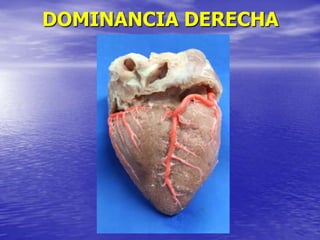 DOMINANCIA DERECHA
 