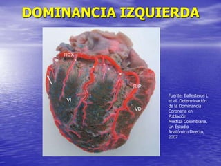 DOMINANCIA IZQUIERDA
Fuente: Ballesteros L
et al. Determinación
de la Dominancia
Coronaria en
Población
Mestiza Colombiana.
Un Estudio
Anatómico Directo,
2007
 