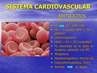 SISTEMA CARDIOVASCULAR
ERITROCITOS
• 7.5 Micras, Bicóncavo
• Hb O2 , color rojo
• Hb = 4 grupos HEM (1 Fe +
globina)
• Oxihemoglobina
• HbO2 = Fe + O2 (inestable)
• Fe absorbido de la dieta en
duodeno, pasando a la MO
• Mioglobina
• Metahemoglobina: Férrica (3)
• Carboxihemoglobina: 210 v
• Anemia IC aguda
 