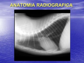 ANATOMIA RADIOGRAFICA
 