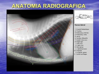 ANATOMIA RADIOGRAFICA
 