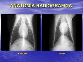 ANATOMIA RADIOGRAFICA
CANINO FELINO
 