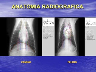 ANATOMIA RADIOGRAFICA
CANINO FELINO
 