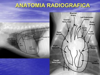 ANATOMIA RADIOGRAFICA
 