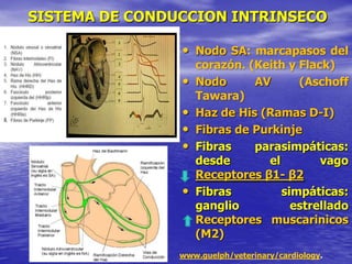 SISTEMA DE CONDUCCION INTRINSECO
• Nodo SA: marcapasos del
corazón. (Keith y Flack)
• Nodo AV (Aschoff
Tawara)
• Haz de His (Ramas D-I)
• Fibras de Purkinje
• Fibras parasimpáticas:
desde el vago
Receptores β1- β2
• Fibras simpáticas:
ganglio estrellado
Receptores muscarinicos
(M2)
www.guelph/veterinary/cardiology.
 