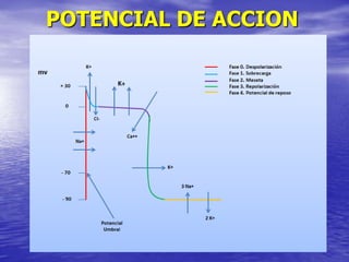 POTENCIAL DE ACCION
 