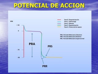 POTENCIAL DE ACCION
 