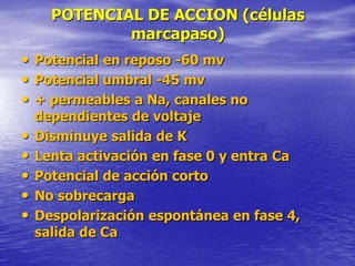 POTENCIAL DE ACCION (células
marcapaso)
• Potencial en reposo -60 mv
• Potencial umbral -45 mv
• + permeables a Na, canales no
dependientes de voltaje
• Disminuye salida de K
• Lenta activación en fase 0 y entra Ca
• Potencial de acción corto
• No sobrecarga
• Despolarización espontánea en fase 4,
salida de Ca
 