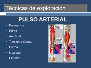 Técnicas de exploración
• Frecuencia
• Ritmo
• Amplitud
• Tensión o dureza
• Forma
• igualdad
• Simetría
PULSO ARTERIAL
 
