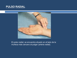 PULSO RADIAL
El pulso radial, se encuentra situado en el lado de la
muñeca más cercano al pulgar (arteria radial).
 