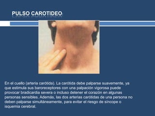 PULSO CAROTIDEO:
En el cuello (arteria carótida). La carótida debe palparse suavemente, ya
que estimula sus baroreceptores con una palpación vigorosa puede
provocar bradicardia severa o incluso detener el corazón en algunas
personas sensibles. Además, las dos arterias carótidas de una persona no
deben palparse simultáneamente, para evitar el riesgo de síncope o
isquemia cerebral.
 