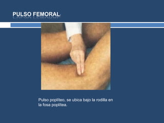PULSO FEMORAL:
Pulso poplíteo, se ubica bajo la rodilla en
la fosa poplítea.
 