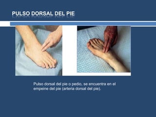 PULSO DORSAL DEL PIE
Pulso dorsal del pie o pedio, se encuentra en el
empeine del pie (arteria dorsal del pie).
 