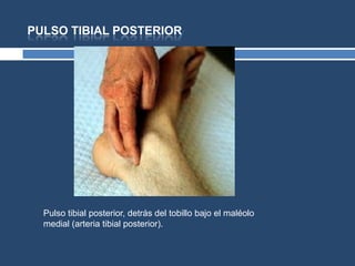 PULSO TIBIAL POSTERIOR
Pulso tibial posterior, detrás del tobillo bajo el maléolo
medial (arteria tibial posterior).
 