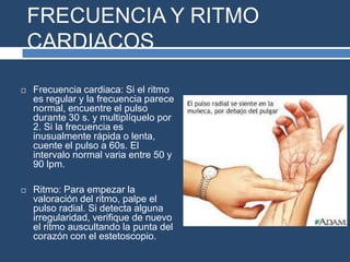 FRECUENCIA Y RITMO
CARDIACOS
 Frecuencia cardiaca: Si el ritmo
es regular y la frecuencia parece
normal, encuentre el pulso
durante 30 s. y multiplíquelo por
2. Si la frecuencia es
inusualmente rápida o lenta,
cuente el pulso a 60s. El
intervalo normal varia entre 50 y
90 lpm.
 Ritmo: Para empezar la
valoración del ritmo, palpe el
pulso radial. Si detecta alguna
irregularidad, verifique de nuevo
el ritmo auscultando la punta del
corazón con el estetoscopio.
 