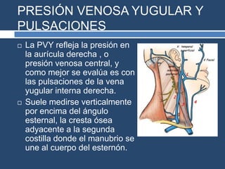 PRESIÓN VENOSA YUGULAR Y
PULSACIONES
 La PVY refleja la presión en
la aurícula derecha , o
presión venosa central, y
como mejor se evalúa es con
las pulsaciones de la vena
yugular interna derecha.
 Suele medirse verticalmente
por encima del ángulo
esternal, la cresta ósea
adyacente a la segunda
costilla donde el manubrio se
une al cuerpo del esternón.
 