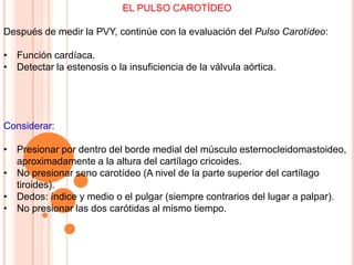 EL PULSO CAROTÍDEO
Después de medir la PVY, continúe con la evaluación del Pulso Carotídeo:
• Función cardíaca.
• Detectar la estenosis o la insuficiencia de la válvula aórtica.
Considerar:
• Presionar por dentro del borde medial del músculo esternocleidomastoideo,
aproximadamente a la altura del cartílago cricoides.
• No presionar seno carotídeo (A nivel de la parte superior del cartílago
tiroides).
• Dedos: índice y medio o el pulgar (siempre contrarios del lugar a palpar).
• No presionar las dos carótidas al mismo tiempo.
 