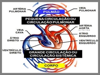 Sistema cardiovascular - 8º ano