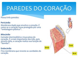 Possui três paredes:
Pericárdio
Membrana dupla que envolve o coração. É
como se o coração fosse protegido por uma
“embalagem plástica”.
Miocárdio
Camada intermediária e musculosa do
coração. É a mais importante das três, pois
através dela, o coração realiza sua função de
“bomba”.
Endocárdio
Fina membrana que reveste as cavidades do
coração.
PAREDES DO CORAÇÃO
 