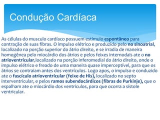 As células do musculo cardíaco possuem estimulo espontâneo para
contração de suas fibras. O impulso elétrico e produzido pelo no sinoatrial,
localizado na porção superior do átrio direito, e se irradia de maneira
homogênea pelo miocárdio dos átrios e pelos feixes internodais ate o no
atrioventricular,localizado na porção inferomedial do átrio direito, onde o
impulso elétrico e freado de uma maneira quase imperceptível, para que os
átrios se contraiam antes dos ventrículos. Logo apos, o impulso e conduzido
ate o fascículo atrioventricular (feixe de His), localizado no septo
interventricular, e pelos ramos subendocárdicos (fibras de Purkinje), que o
espalham ate o miocárdio dos ventrículos, para que ocorra a sístole
ventricular.
Condução Cardíaca
 