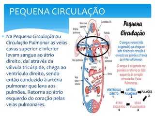  Na Pequena Circulação ou
Circulação Pulmonar as veias
cavas superior e inferior
levam sangue ao átrio
direito, daí através da
válvula tricúspide, chega ao
ventrículo direito, sendo
então conduzido à artéria
pulmonar que leva aos
pulmões. Retorna ao átrio
esquerdo do coração pelas
veias pulmonares.
PEQUENA CIRCULAÇÃO
 