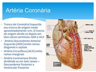 • Tronco de Coronária Esquerda:
seu tronco de origem mede
aproximadamente 1cm. O tronco
de origem divide-se depois em
dois ramos terminais: ADA e ACX
• Artéria Descendente Anterior
Esquerda (ADA) emite ramos
diagonais e septais
• Artéria Circunflexa (ACX) emite
ramos marginais
• Artéria Coronariana Direita
dividindo-se em dois ramos =
Descendente Posterior e
Ventricular Posterior
Artéria Coronária
 