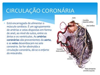  Está encarregada de alimentar o
músculo cardíaco. É um agrupamento
de artérias e veias dispostas em forma
de anel, ao nível do sulco, entre os
átrios e os ventrículos. As artérias
coronárias são provenientes da aorta,
e as veias desembocam no seio
coronário. Se for obstruída a
circulação coronária, dá-se o enfarto
do miocárdio.
CIRCULAÇÃO CORONÁRIA
 
