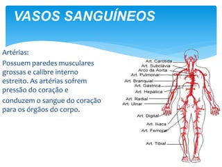 Artérias:
Possuem paredes musculares
grossas e calibre interno
estreito. As artérias sofrem
pressão do coração e
conduzem o sangue do coração
para os órgãos do corpo.
VASOS SANGUÍNEOS
 