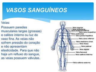 Veias:
Possuem paredes
musculares largas (grossas)
e calibre interno ou luz do
vaso fina. As veias não
sofrem pressão do coração
e não apresentam
elasticidade. Para que não
haja um refluxo do sangue,
as veias possuem válvulas.
VASOS SANGUÍNEOS
 