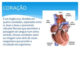 É um órgão oco, dividido em
quatro cavidades, separadas entre
si, duas a duas, e possuindo
válvulas fibrosas que permitem a
passagem do sangue num único
sentido. Dessas cavidades saem
ou chegam uma série de vasos
sanguíneos que provêm a
circulação do organismo.
CORAÇÃO
 