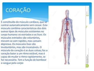 É constituído do músculo cardíaco, que se
contrai automaticamente sem cessar. Este
músculo combina características dos dois
outros tipos de músculos existentes no
corpo humano: os estriados e os lisos. Os
músculos estriados são voluntários,
movem-se com rapidez, mas cansam
depressa. Os músculos lisos são
involuntários, mas são incansáveis. O
músculo do coração é as duas coisas; faz o
coração bater a um ritmo estável, mas é
capaz de mudar o ritmo rapidamente, se
for necessário. Tem a função de bombear
o sangue pelo corpo
CORAÇÃO
 