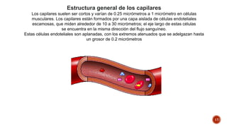 17
Estructura general de los capilares
Los capilares suelen ser cortos y varían de 0.25 micrómetros a 1 micrómetro en células
musculares. Los capilares están formados por una capa aislada de células endoteliales
escamosas, que miden alrededor de 10 a 30 micrómetros; el eje largo de estas células
se encuentra en la misma dirección del flujo sanguíneo.
Estas células endoteliales son aplanadas, con los extremos atenuados que se adelgazan hasta
un grosor de 0.2 micrómetros
 