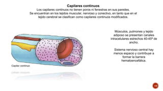 19
Capilares continuos
Los capilares continuos no tienen poros ni fenestras en sus paredes.
Se encuentran en los tejidos muscular, nervioso y conectivo, en tanto que en el
tejido cerebral se clasifican como capilares continuos modificados.
Músculos, pulmones y tejido
adiposo se presentan canales
intracelulares estrechos 40-45ª de
ancho.
Sistema nervioso central hay
menos espacio y contribuye a
formar la barrera
hematoencefálica.
 