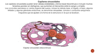 21
Capilares sinusoidales
Los capilares sinusoidales pueden tener células endoteliales y lámina basal discontinuas e incluyen muchas
fenestras grandes sin diafragmas, que aumentan el intercambio entre la sangre y el tejido.
Los conductos vasculares en ciertos órganos del cuerpo, incluso la médula ósea, el hígado, el bazo, algunos
linfoides y algunas glándulas endocrinas, se denominan sinusoides, cúmulos o conductos sanguíneos
irregulares que se ajustan a la forma de la estructura en la que se localizan.
 