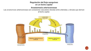 22
Regulación del flujo sanguíneo
en un lecho capilar
Anastomosis arteriovenosas
Las anastomosis arteriovenosas son conexiones vasculares directas entre arteriolas y vénulas que derivan
el lecho capilar.
 