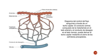 Sistema cardiovascular | PPTX