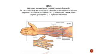 26
Venas
Las venas son vasos que regresan sangre al corazón.
En los extremos de vaciamiento de los capilares se encuentran vénulas
pequeñas, el inicio del retomo venoso, que conducen sangre de los
órganos y los tejidos, y la regresan al corazón.
 