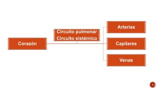 Corazón
Arterias
Capilares
Venas
Circuito pulmonar
Circuito sistémico
3
 