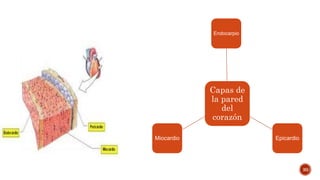 30
Capas de
la pared
del
corazón
Endocarpio
EpicardioMiocardio
 