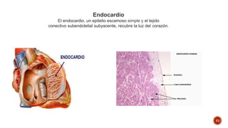 31
Endocardio
El endocardio, un epitelio escamoso simple y el tejido
conectivo subendotelial subyacente, recubre la luz del, corazón.
 