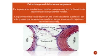 Estructura general de los vasos sanguíneos
Por lo general las arterias tienen paredes más gruesas y son de diámetro más
pequeño que sus equivalentes venosos.
Las paredes de los vasos de presión alta (como las arterias subclavias) son
más gruesas que los vasos que conducen sangre a una presión baja (como
las venas subclavias).
4
 