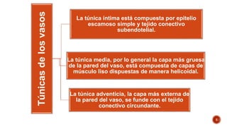 Túnicasdelosvasos
La túnica íntima está compuesta por epitelio
escamoso simple y tejido conectivo
subendotelial.
La túnica media, por lo general la capa más gruesa
de la pared del vaso, está compuesta de capas de
músculo liso dispuestas de manera helicoidal.
La túnica adventicia, la capa más externa de
la pared del vaso, se funde con el tejido
conectivo circundante.
5
 