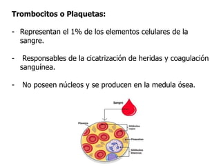 Trombocitos o Plaquetas:
- Representan el 1% de los elementos celulares de la
sangre.
- Responsables de la cicatrización de heridas y coagulación
sanguínea.
- No poseen núcleos y se producen en la medula ósea.
 