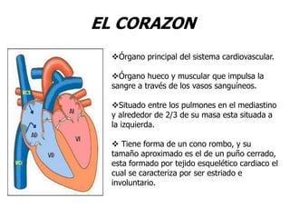 EL CORAZON
Órgano principal del sistema cardiovascular.
Órgano hueco y muscular que impulsa la
sangre a través de los vasos sanguíneos.
Situado entre los pulmones en el mediastino
y alrededor de 2/3 de su masa esta situada a
la izquierda.
 Tiene forma de un cono rombo, y su
tamaño aproximado es el de un puño cerrado,
esta formado por tejido esquelético cardiaco el
cual se caracteriza por ser estriado e
involuntario.
 