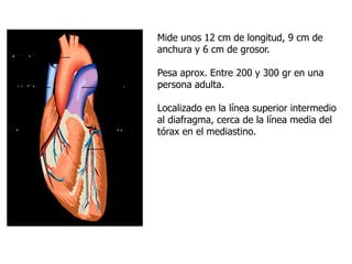 Mide unos 12 cm de longitud, 9 cm de
anchura y 6 cm de grosor.
Pesa aprox. Entre 200 y 300 gr en una
persona adulta.
Localizado en la línea superior intermedio
al diafragma, cerca de la línea media del
tórax en el mediastino.
 