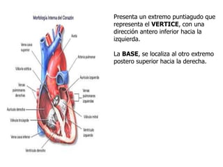 Presenta un extremo puntiagudo que
representa el VERTICE, con una
dirección antero inferior hacia la
izquierda.
La BASE, se localiza al otro extremo
postero superior hacia la derecha.
 